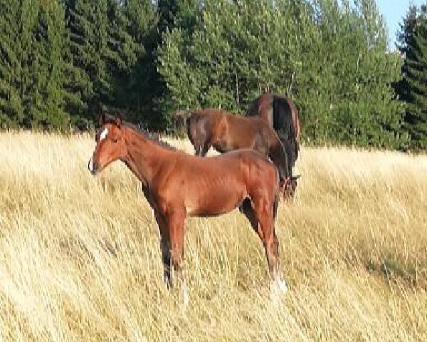 dressage horse Follow Your Heart HL (German Sport Horse, 2019, from Fürstenstern 3)