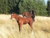 dressage horse Follow Your Heart HL (German Sport Horse, 2019, from Fürstenstern 3)