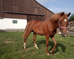 dressage horse Nimbus (German Riding Pony, 2018, from Numerus Clausus)