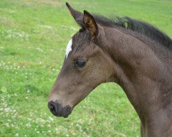 broodmare Fairytale Now (Oldenburg, 2017, from Fürst Wilhelm)