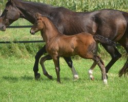 broodmare Lollipop NOW (Oldenburg, 2017, from Daily Deal)