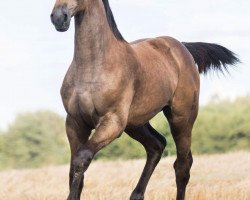 jumper Ophelia (Oldenburg show jumper, 2017, from Lord Pezi Junior)