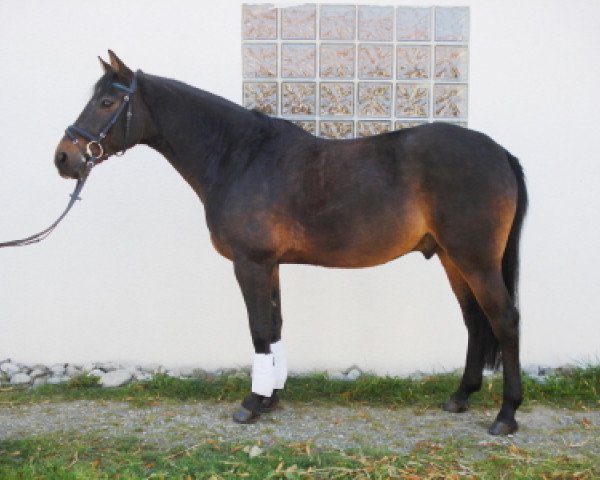 horse Lightning 28 (Württemberger, 1996, from Lagoheidor G)