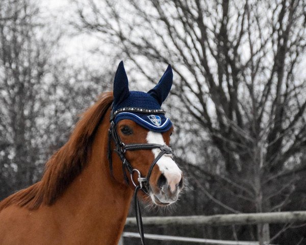 Springpferd Golden Greta (Deutsches Reitpony, 2012)