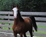 jumper Sandokan AK (German Riding Pony, 2018, from Spring Star's Spirit)