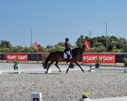 dressage horse Fendi 44 (Hanoverian, 2012, from Foundation 2)