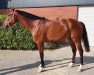 jumper Zenegal (Oldenburg show jumper, 2012, from Zambesi TN)