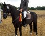 dressage horse Saphira (Oldenburg, 2009, from Sir Oldenburg)