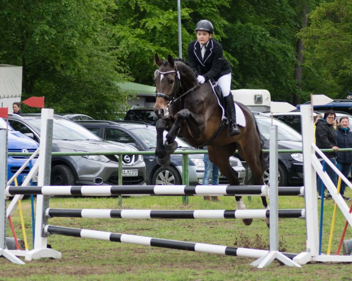 jumper Power Palina (Hanoverian, 2014, from Perigueux)