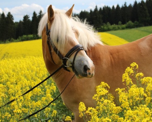 dressage horse Schönberg Sternenfänger (4,69% ox) (Edelbluthaflinger, 2011, from Sandros)