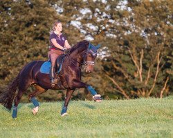 broodmare Dadiva 6 (Hanoverian, 2009, from Doolittle)