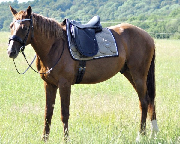 dressage horse Quidditch 49 (German Sport Horse, 2017, from Quaterback)