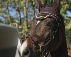 jumper Bellamy (Hanoverian, 2011, from Belissimo NRW)