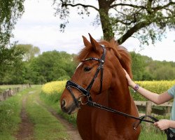 broodmare Dana del Ray (German Riding Pony, 2011, from FS Don't Worry)