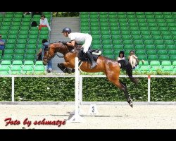 jumper Abelia (German Sport Horse, 2013, from Abke 4)