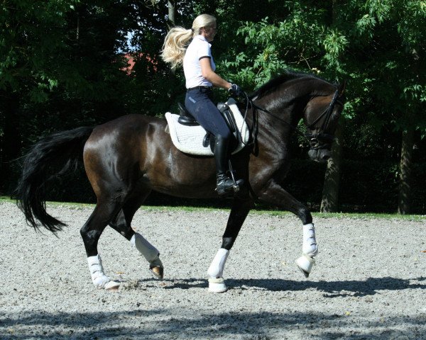 broodmare Dancing Annabell (Hanoverian, 2004, from Don Larino 171 FIN)