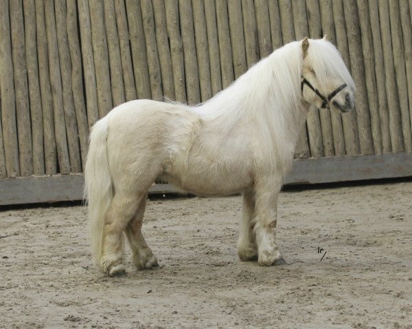 stallion Jupilair van Stal van de Valkenhof (Shetland pony (under 87 cm), 2015, from Rodney van Vries)