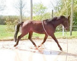 dressage horse Sandrino 34 (German Warmblood, 2015, from Mönchshof's San Sebastian)