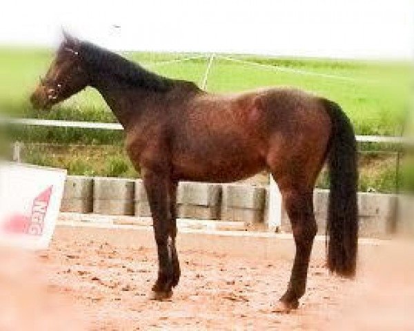 jumper Connection GTI (German Sport Horse, 2016, from Cosido)