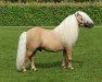 stallion Shakira van de Buske (Shetland pony (under 87 cm), 2002, from Kiliam van Dennehove)