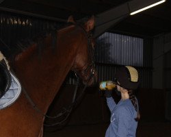 Springpferd Swarovski As (Deutsches Sportpferd, 2013, von Sergeant Pepper I)