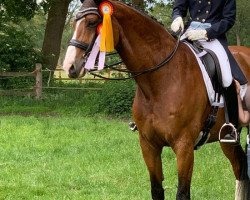 dressage horse Samiro 28 (Westphalian, 2005, from Sibirian Express)