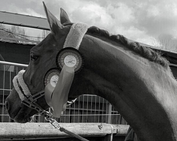 dressage horse Fürstina 4 (Westphalian, 2006, from Fürst Piccolo)