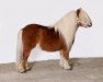 stallion Rodney van Vries (Shetland Pony, 2001, from Leon L.H.)