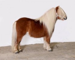 Deckhengst Rodney van Vries (Shetland Pony, 2001, von Leon L.H.)