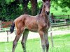 dressage horse First Edition (Hanoverian, 2019, from For Romance I)