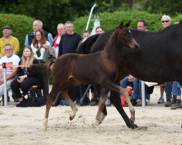 dressage horse Santo Spavento (Trakehner, 2019, from Banderas)