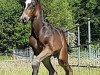 dressage horse Karacci K (Westphalian, 2019, from Kremlin Md)