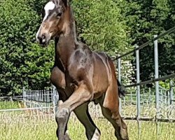 dressage horse Karacci K (Westphalian, 2019, from Kremlin Md)