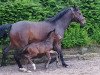 dressage horse Zaralena K (Westphalian, 2019, from Zoom 8)