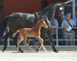 dressage horse Hengst von Fashion in Black / Don Frederico (Westphalian, 2019, from Fashion In Black NRW)