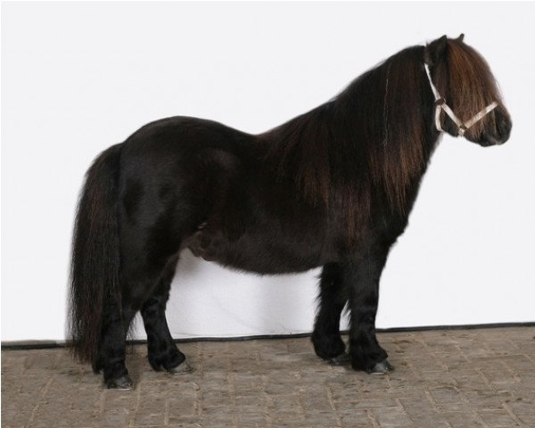 Deckhengst Thorgal of Sportview (Shetland Pony, 2003, von Onyx of Sportview)
