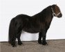 stallion Thorgal of Sportview (Shetland Pony, 2003, from Onyx of Sportview)