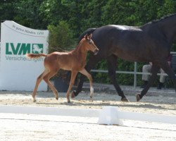 dressage horse Fashion's Felicity (Westphalian, 2019, from Fashion In Black NRW)