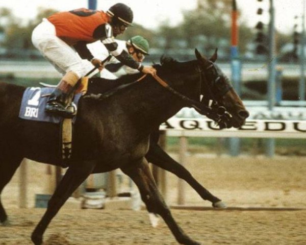 stallion Tasso xx (Thoroughbred, 1983, from Fappiano xx)