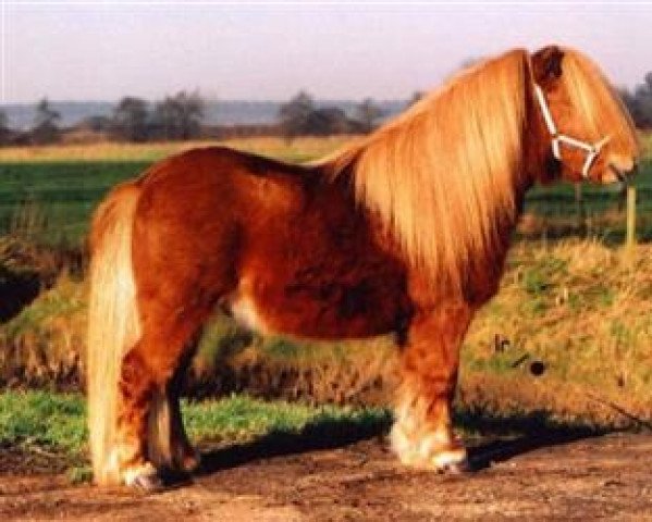 Deckhengst Onyx of Sportview (Shetland Pony, 1999, von Kamiel van de Bolberg)