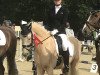 dressage horse Goldstern 235 (German Riding Pony, 2011, from German Highlight)