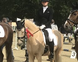 dressage horse Goldstern 235 (German Riding Pony, 2011, from German Highlight)