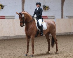 dressage horse Dijon 36 (Hanoverian, 2007, from Don Frederico)