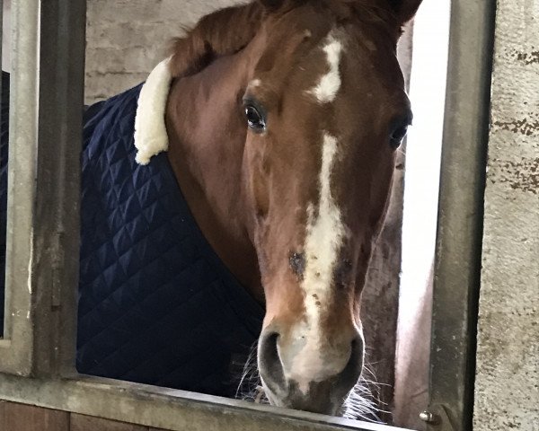 dressage horse Earl von Bramey S (Westphalian, 1995, from Ehrentanz I)