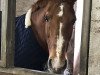 dressage horse Earl von Bramey S (Westphalian, 1995, from Ehrentanz I)