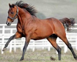 stallion Okawango xx (Thoroughbred, 1998, from Kingmambo xx)