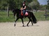 dressage horse Nando 555 (German Warmblood, 2015, from Navignon)