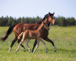 broodmare Linett S (Oldenburg, 2012, from Don Olymbrio)