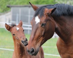 broodmare Madame F (Oldenburg, 2001, from Quincy (Omni Star))