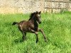 dressage horse Schelenburgs Coco Noir (German Riding Pony, 2019, from Coer Noble)